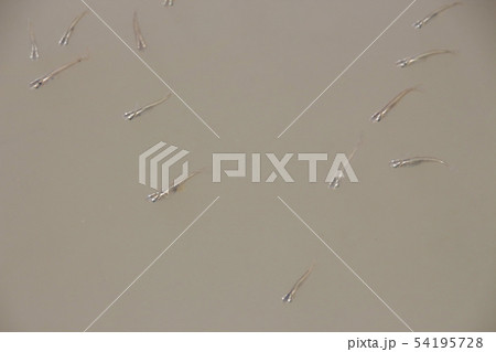 メダカの群れ メダカの群れ 54195728