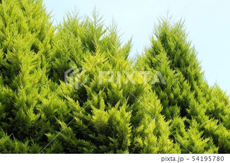 ゴールドクレスト ゴールドクレスト 54195780