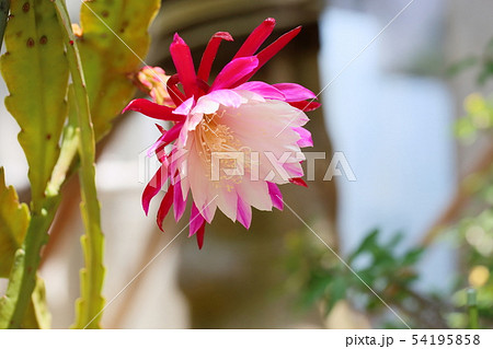 クジャクサボテンの花の写真素材