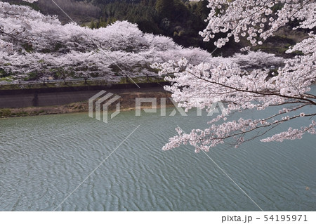 桜 桜 54195971