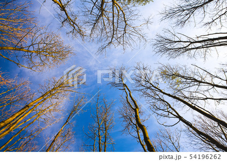 Sky view through the trees of a forest in autumn. Sky view through the trees of a forest in autumn. 54196262