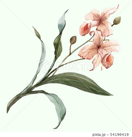 Watercolor vector tropical orchid flower 54196419