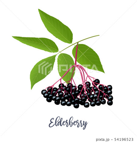 Black elderberry with twig, berries, leaves. 54196523