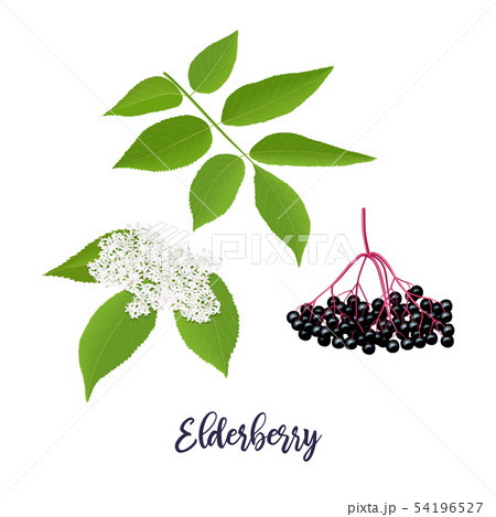 Elderberry with twig, berries, leaves, flowers. 54196527