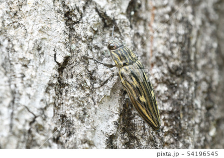 ウバタマムシ 54196545