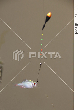 タナゴ釣り風景(オス) タナゴ釣り風景(オス) 54196569