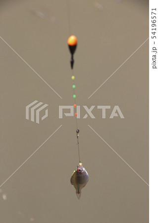 タナゴ釣り風景(オス) タナゴ釣り風景(オス) 54196571