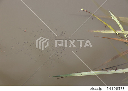 タイリクバラタナゴ（稚魚） 54196573