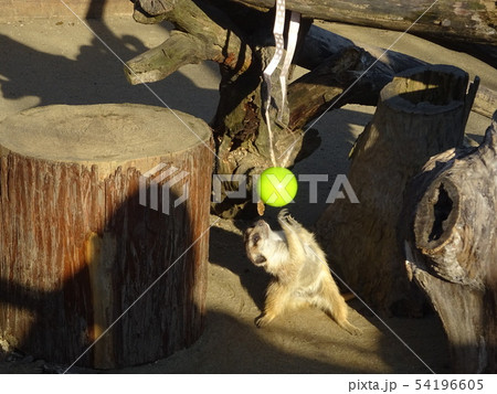 ボールで遊ぶミーヤキャット ボールで遊ぶミーヤキャット 54196605