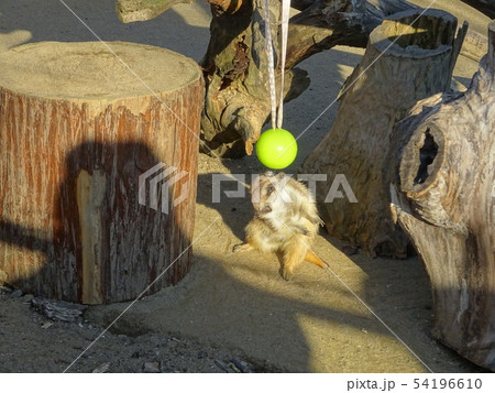 ボールで遊ぶミーヤキャット 54196610