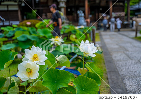 新緑の三室戸寺　あじさい寺 54197007