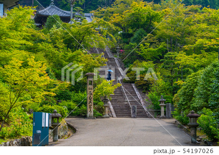 新緑の三室戸寺　紫陽花寺 54197026