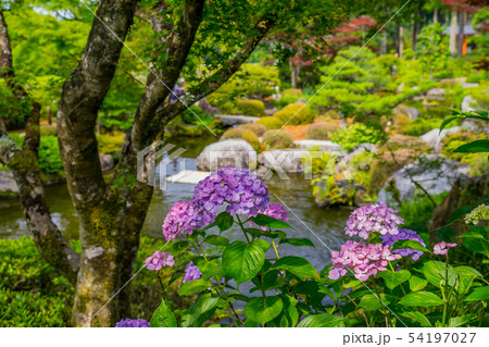新緑の三室戸寺　紫陽花寺 54197027