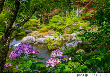 新緑の三室戸寺　紫陽花寺 54197028