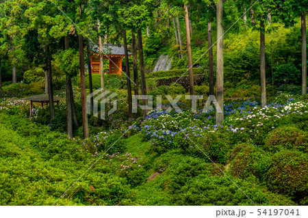 新緑の三室戸寺　あじさい寺 54197041