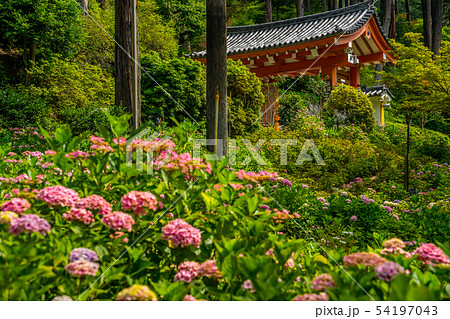 新緑の三室戸寺　あじさい寺 54197043