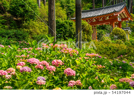 新緑の三室戸寺　あじさい寺 54197044