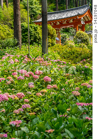 新緑の三室戸寺　あじさい寺 54197048