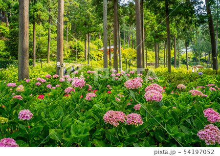 新緑の三室戸寺　あじさい寺 54197052