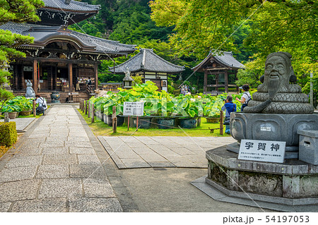 新緑の三室戸寺 あじさい寺 新緑の三室戸寺 あじさい寺 54197053