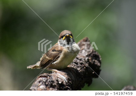 子雀〜Sparrow baby. 54197459