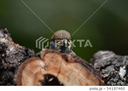 子雀〜Sparrow baby. 54197460