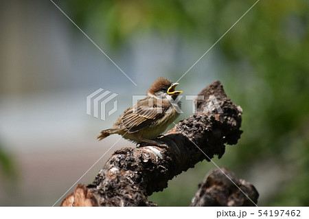 子雀〜Sparrow baby. 54197462