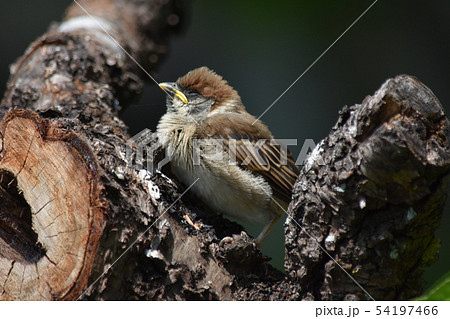 子雀〜Sparrow baby. 54197466