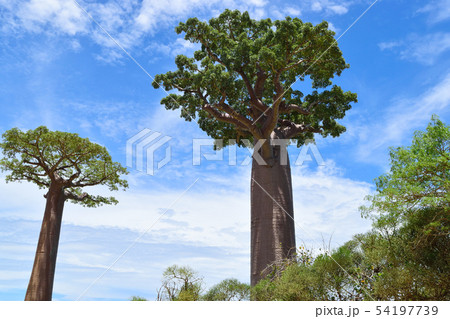 バオバブの木 バオバブの木 54197739