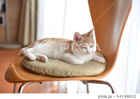 椅子に座る猫の写真素材
