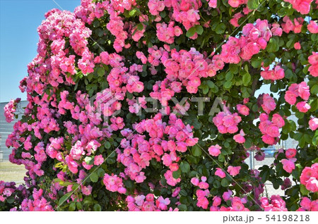 アンジェラ 54198218