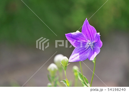紫色のキキョウの花 紫色のキキョウの花 54198240
