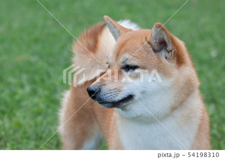 Red shiba inu. Japanese small size dog. Red shiba inu. Japanese small size dog. 54198310