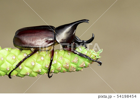 Image of dynastinae on nature background. Insect. 54198454