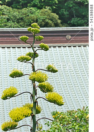 黄緑色のリュウゼツランの花 黄緑色のリュウゼツランの花 54198688