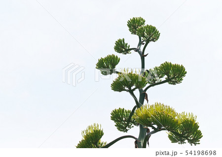 黄緑色のリュウゼツランの花 黄緑色のリュウゼツランの花 54198698