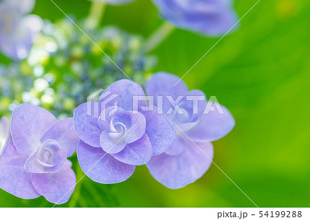 八重咲きの紫陽花の写真素材