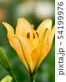 ユリ 54199976