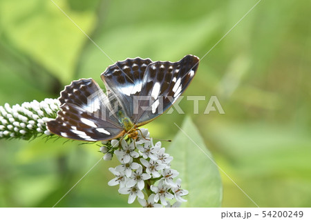 メスグロヒョウモン♀ 54200249