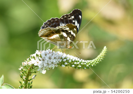 メスグロヒョウモン♀ メスグロヒョウモン♀ 54200250