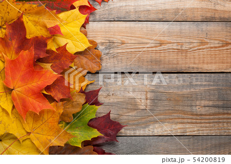Colorful autumn leaves on the background. 54200819