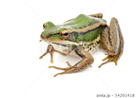 Image of paddy field green frog or Green Paddy 54201418