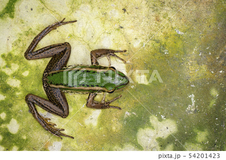 Image of paddy field green frog or Green Paddy 54201423