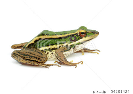 Image of paddy field green frog or Green Paddy 54201424
