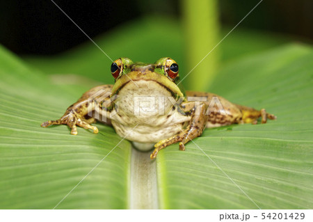 Image of paddy field green frog or Green Paddy 54201429