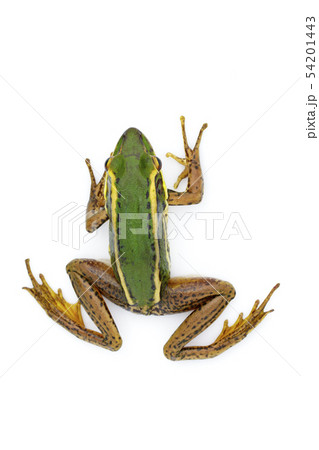 Image of paddy field green frog or Green Paddy 54201443