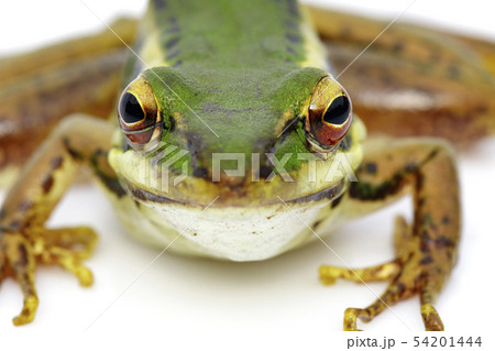 Image of paddy field green frog or Green Paddy Image of paddy field green frog or Green Paddy 54201444