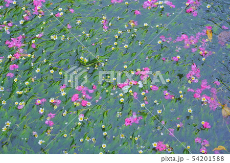 梅花藻に浮かぶサルスベリ 滋賀県米原市 醒ヶ井 地蔵川の写真素材 5415