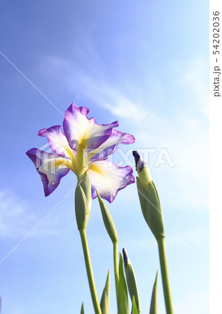 堀切菖蒲園　青空とハナショウブのアップ　 54202036