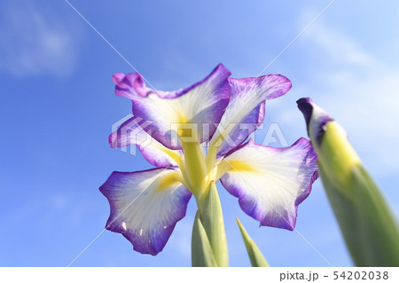 堀切菖蒲園 青空とハナショウブのアップ 堀切菖蒲園 青空とハナショウブのアップ 54202038